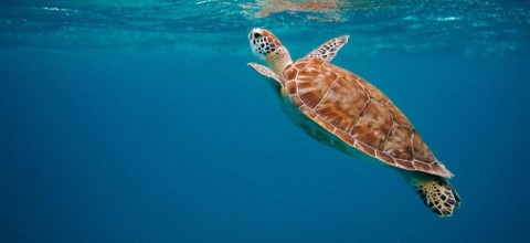 A photo of a sea turtle in the ocean.