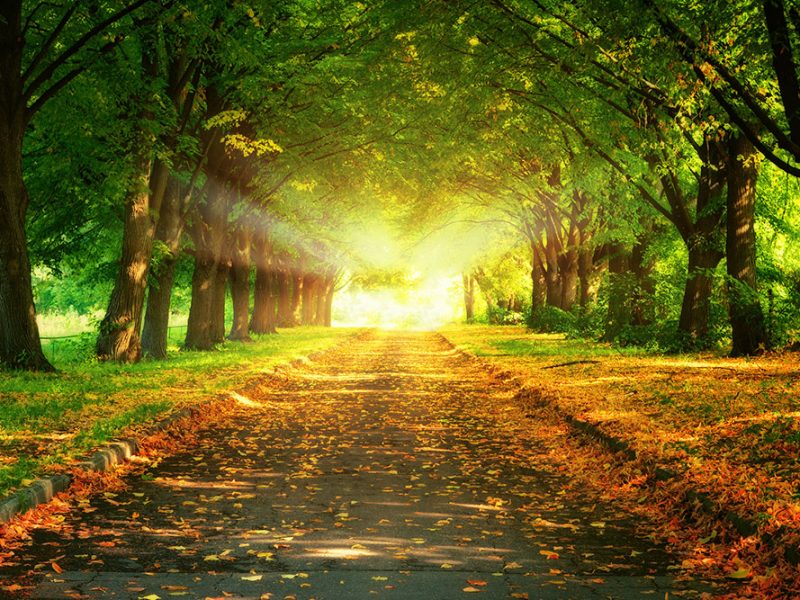 The image y shows a path through a park. The path is lined with trees and covered in fallen leaves. The leaves appear to be brown and yellow, which suggests it might be autumn.